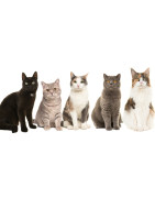 Alimentos para felinos